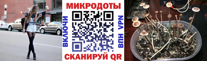 Псилоцибиновые грибы Psilocybe  как найти закладки  Покровск 